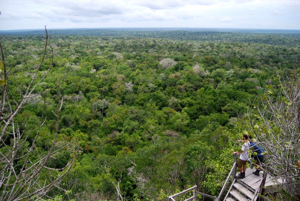 The view from the top of La Danta. Everything to the horizon is forest — and beneath a great deal of it lies the densest concentration of Preclassic Maya settlement yet mapped.
