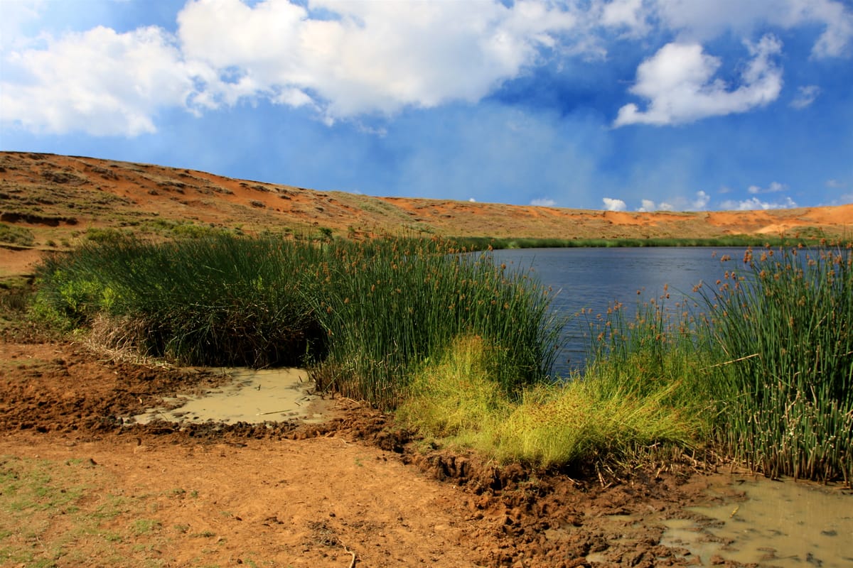 The freshwater crater lake inside Rano Raraku, fringed with totora reeds — one of only three standing bodies of fresh water on Rapa Nui.