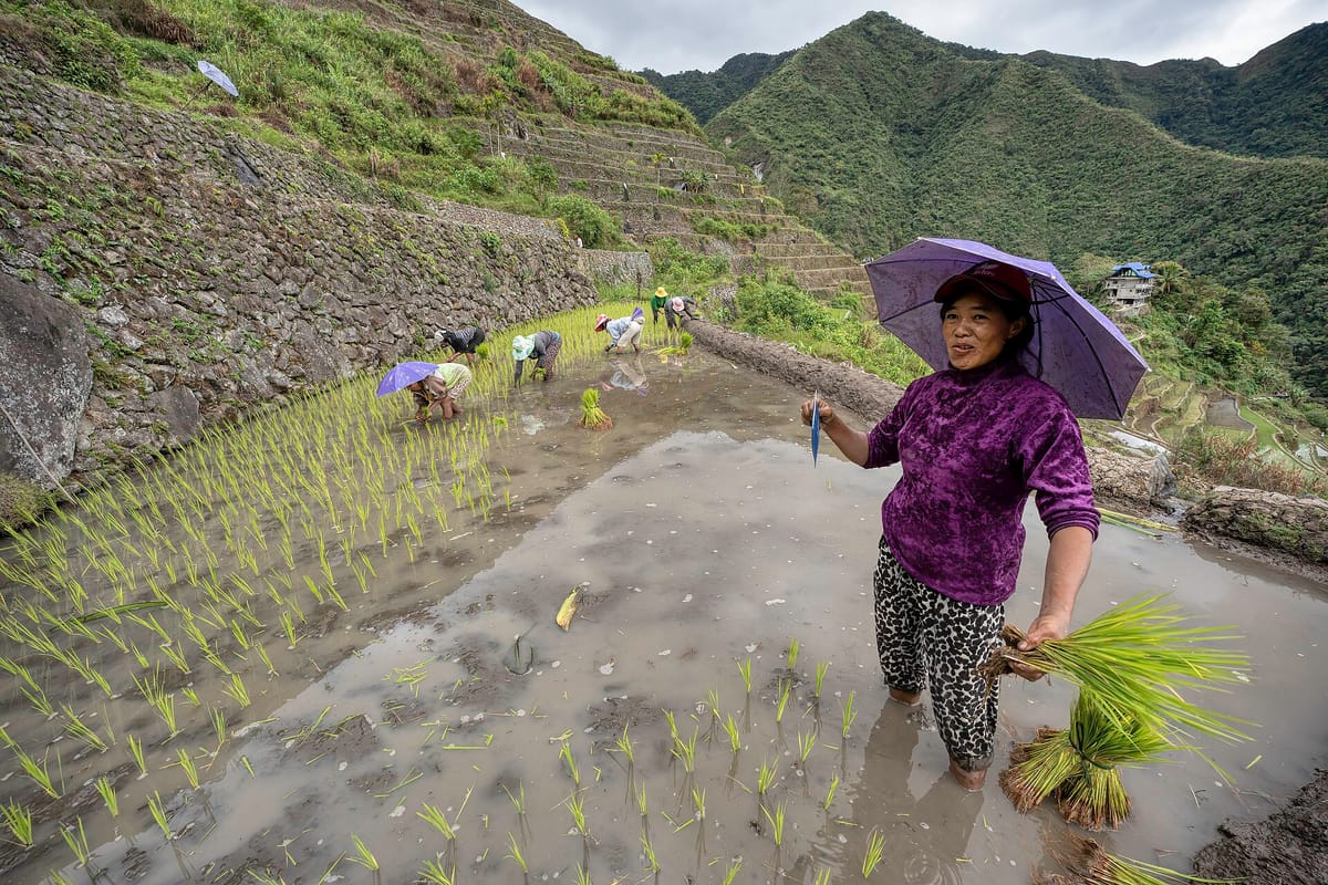 Planting rice by hand in the flooded paddies of Batad — the terraces are a working farm, maintained by the same communal labour that built them.